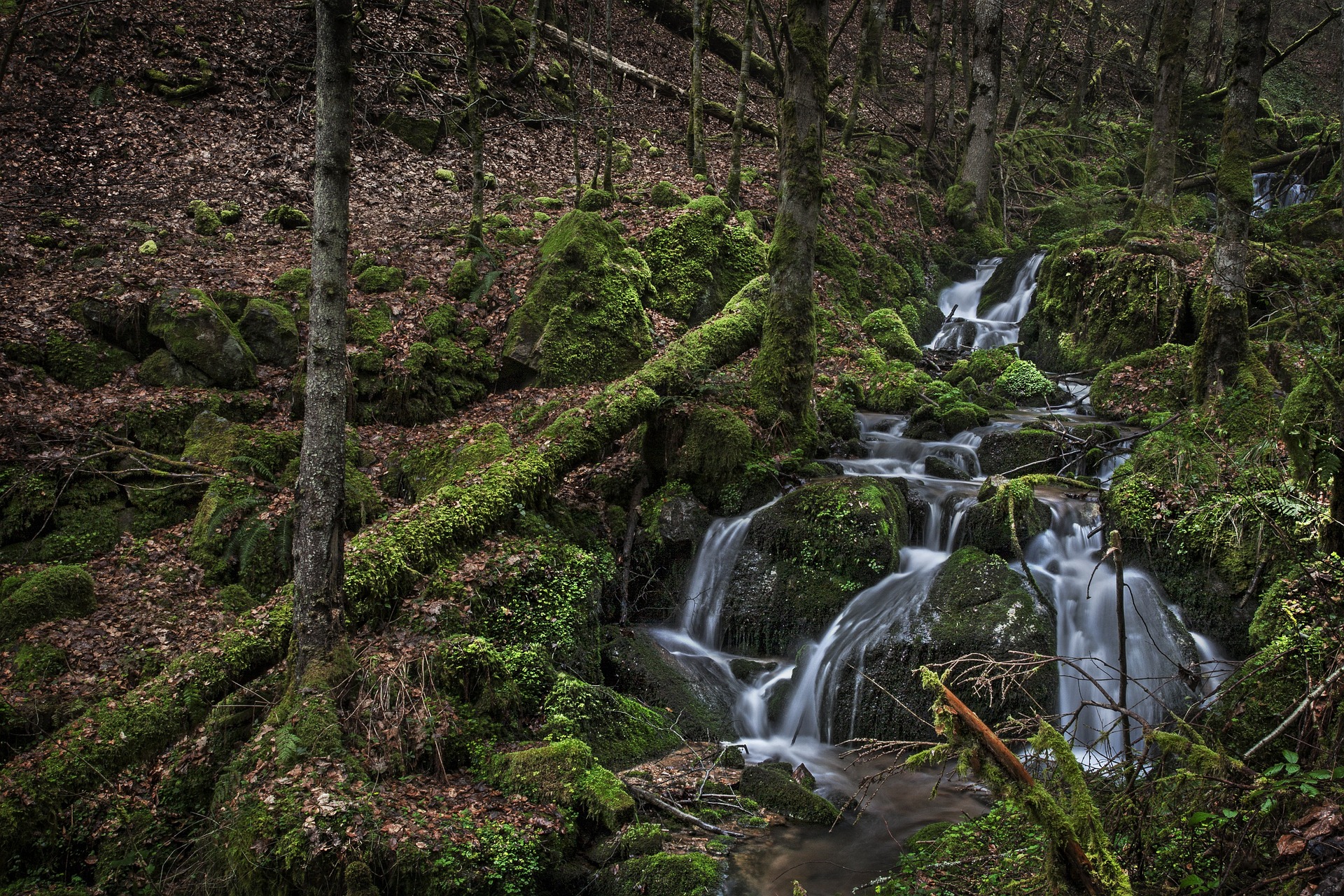 Čarovný Černý les: Kouzelná cesta přírodou
