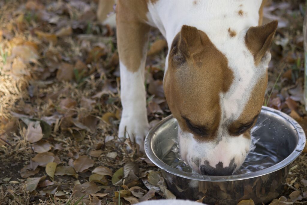 Pamatujte, že během vašich dobrodružných výletů s psem je správná hydratace klíčová. Nedostatek vody může vášho věrného společníka rychle vyčerpávat a ohrožovat jeho zdraví i pohodu.
